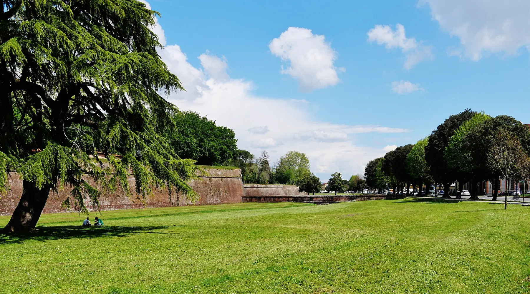A wide green lawn at the foot of Lucca's old brick wall, with a large cedar on the left and a line of tall trees running into the distance.
